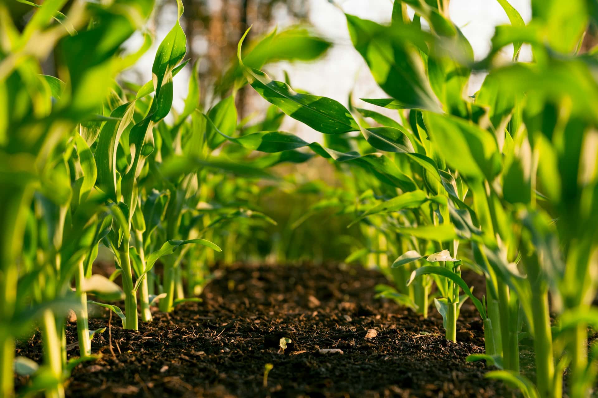 Rows of young green crops growing in an agricultural field