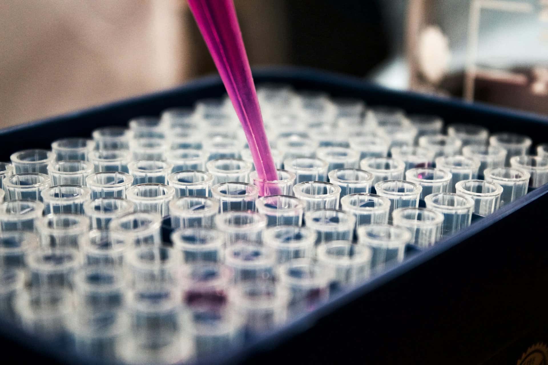 Laboratory pipette dispensing samples into a test tray for food testing