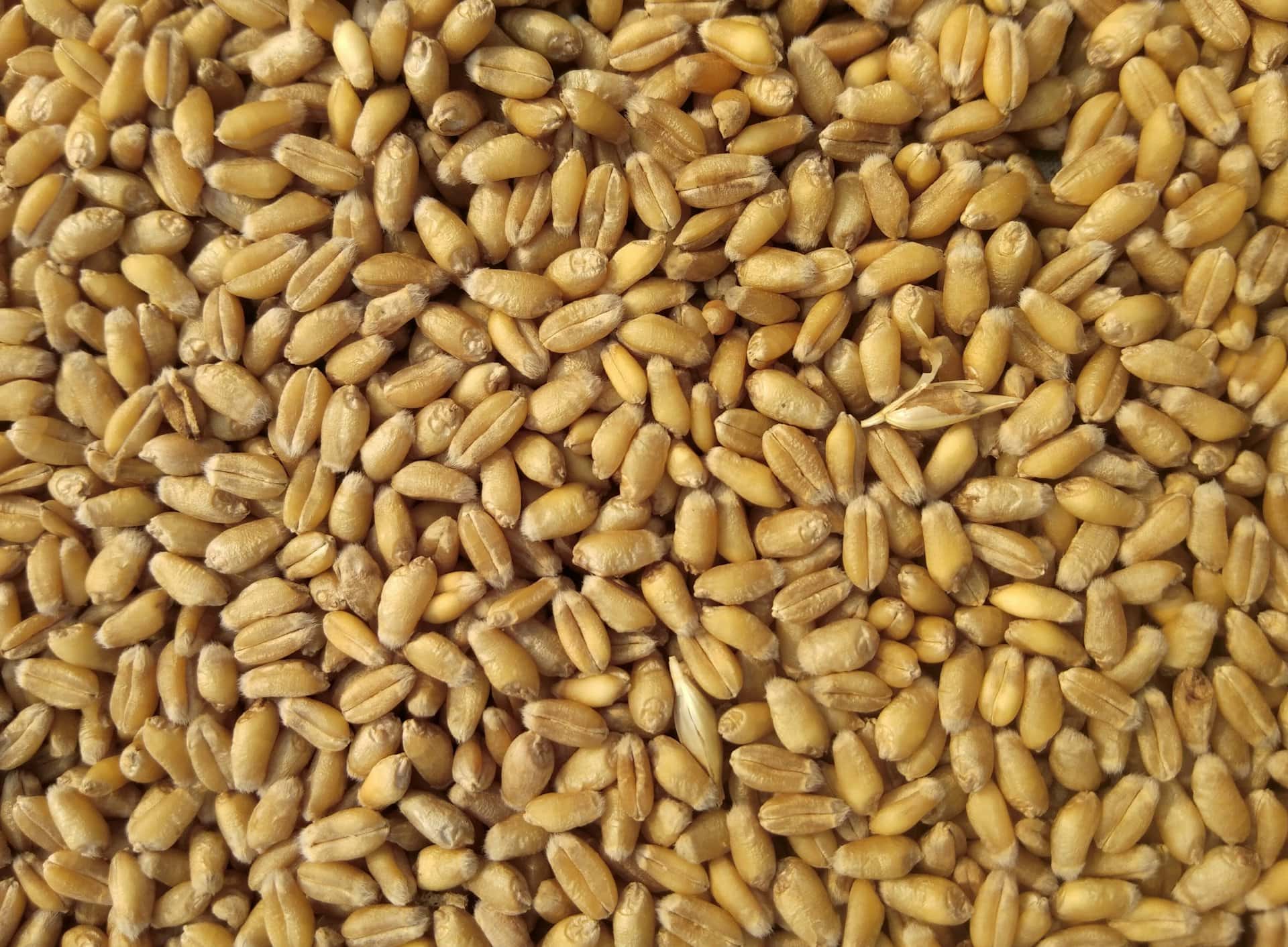 Close-up of wheat grains used as raw material in food and feed production