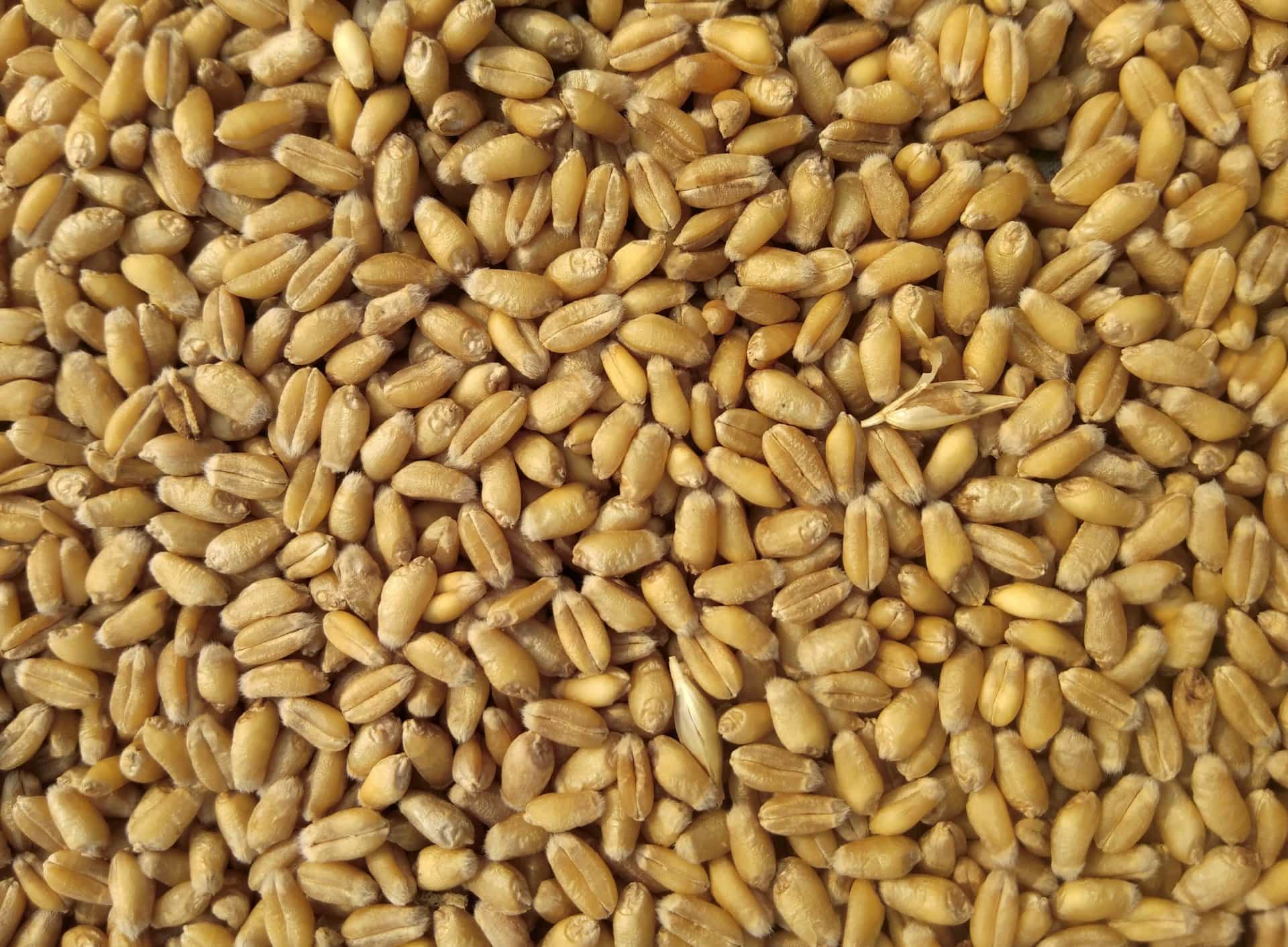 Close-up of wheat grains used as raw material in food and feed production